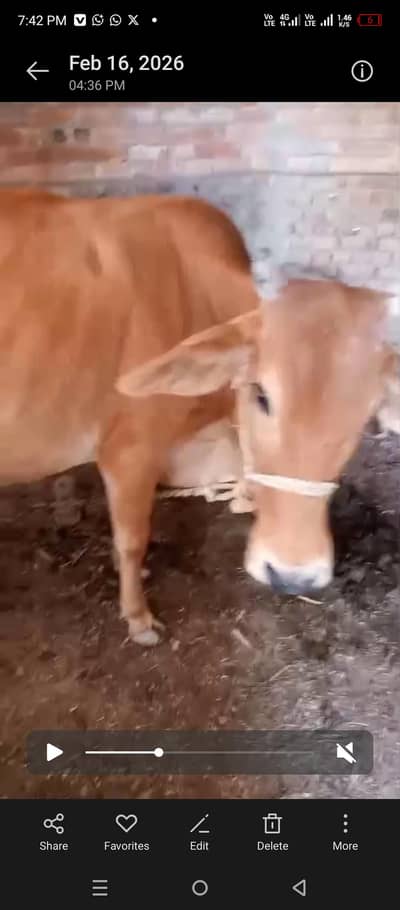 sahiwal cross cow with wachi