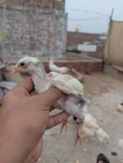 Paper white heera chicks chuzy quality