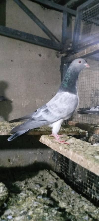 dub waly 9. kaly mail