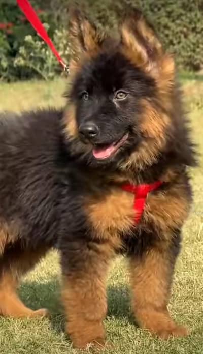 German shepherd puppies for sale healthy 0326=65=49136
