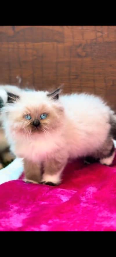 pure persian cats vaccinated triple coated WhatsApp 03317823482