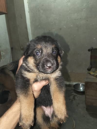 German shepherd stock coat puppies