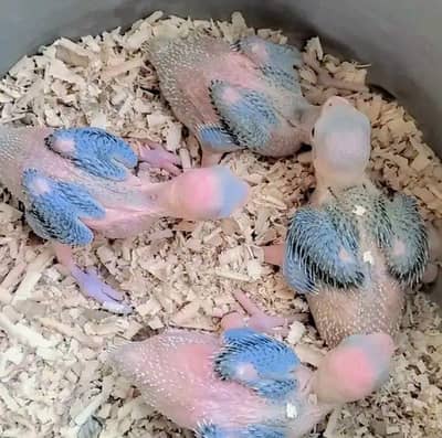 Mashallah top quality home breed.