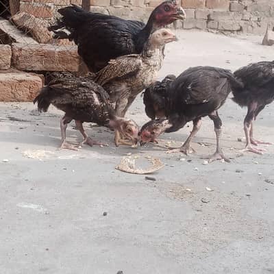 shamu k 5 bachy r sath female h walaiti