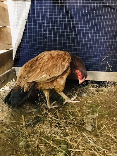 amrohi Madi available