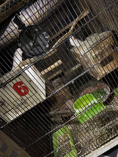 Love Birds Breeder pair