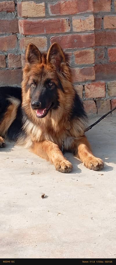 German shepherd female dog long coat non ped