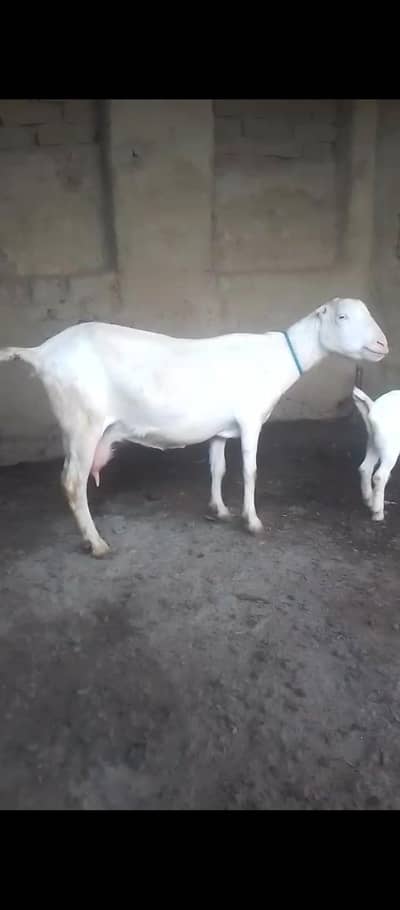 Gulabi Teddy Female with 2 Adorable Male Kids – Healthy & Playful