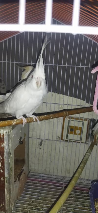 cocktail handtemed breeders pairs