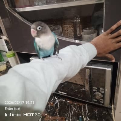 love bird team shoulder