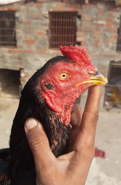 super locker x pkoye aseel patha