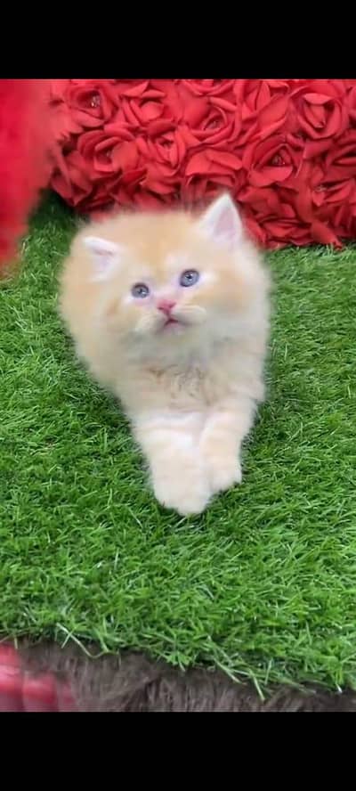 pure persian cats vaccinated triple coated WhatsApp 03317823482