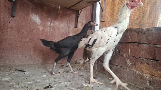 burmi and thai aseel