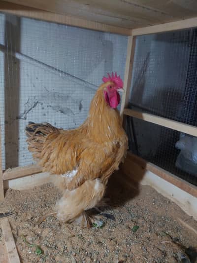 golden buff Male and golden buff brahma