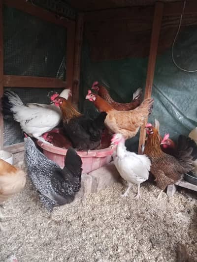 Golden Misri Hens | Desi hens| Egg laying hens| Desi murgi