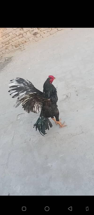 aseel mianwali lasani pure