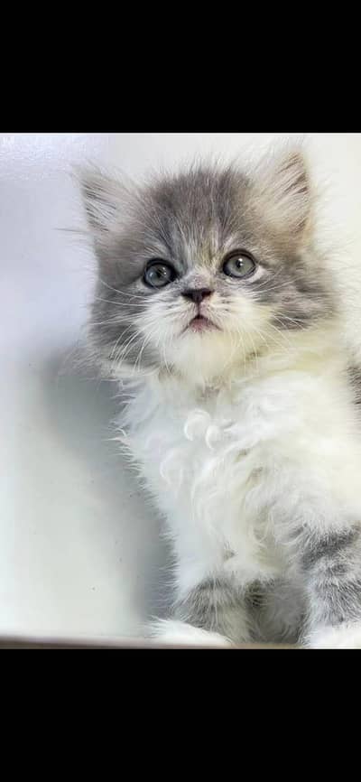 Persian kitten