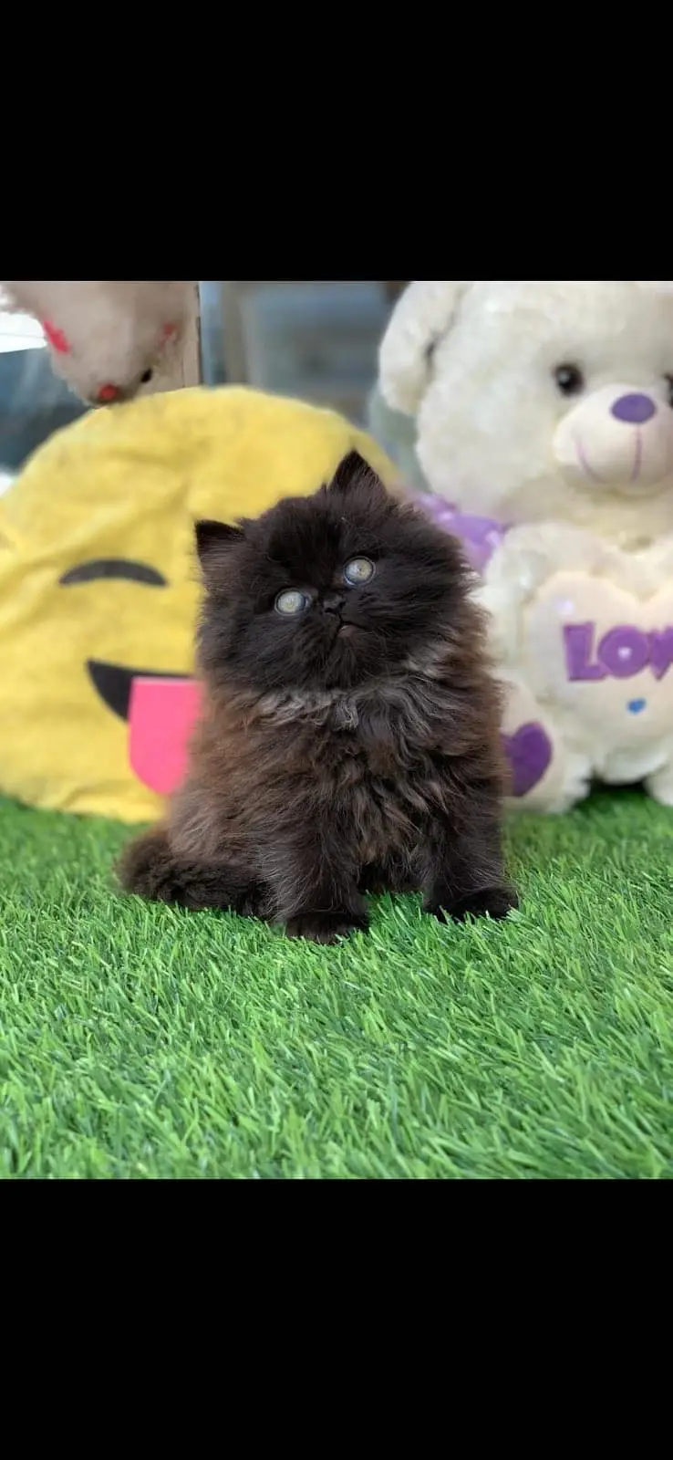 Persian kitten — photo 4