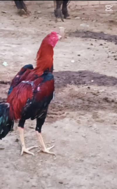 Turkish Hint High quality