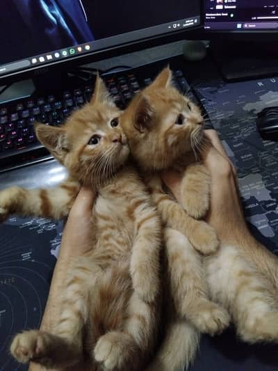 3 kittens all double coat