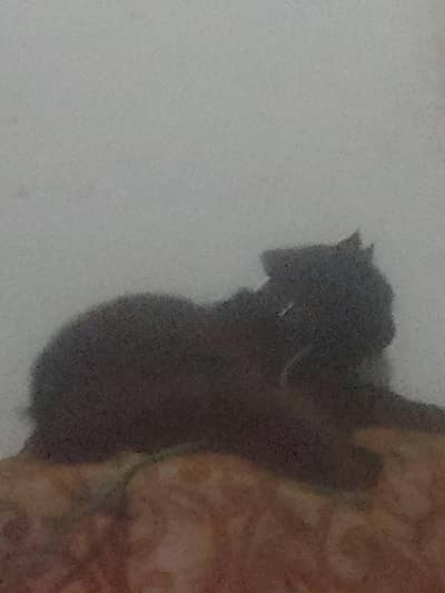 black persian cat