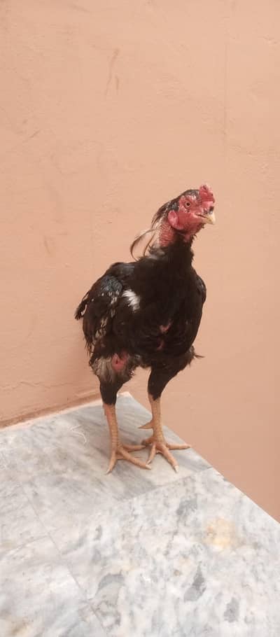 male hen