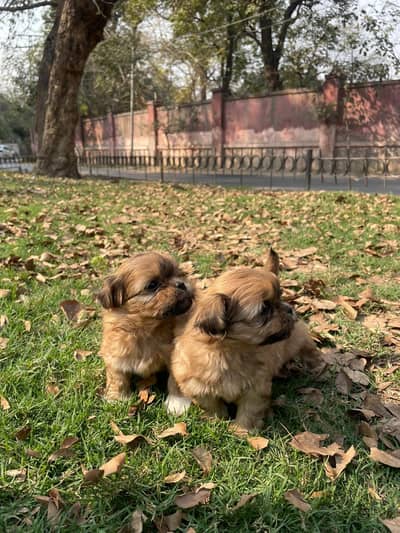 shitzu Puppy Males for sale