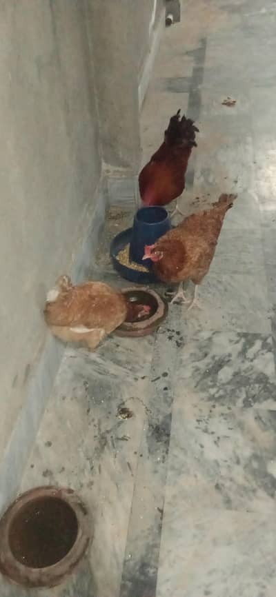 Aseel and Desi For Sale