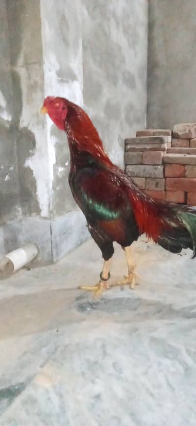 Aseel and Desi For Sale