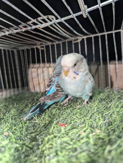 king size pair ready to first breed