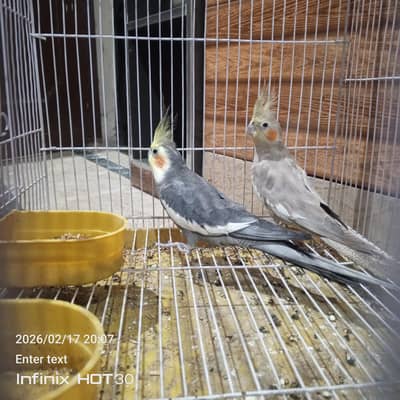 cocktail pure breeder pair  for sale urgent  03296336128
