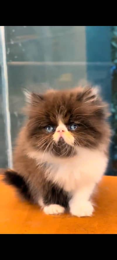 pure persian cats vaccinated triple coated WhatsApp 03317823482