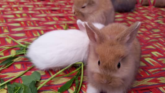 English angur rabbit