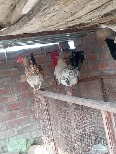 Health active Hen for sale