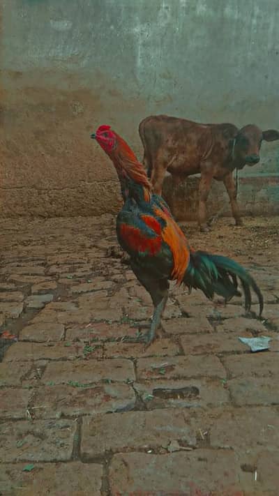 Thai Super Neck locker excange  dog