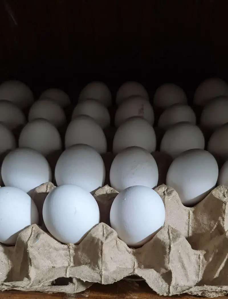 SB Eggs (Sadiq Brothers) — photo 2