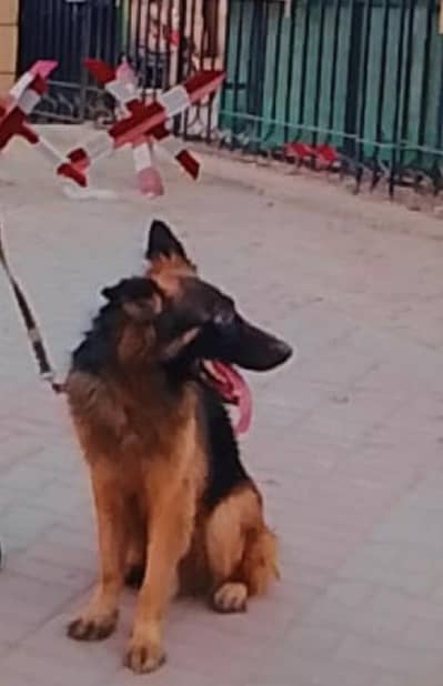 king Size Dog Special Discount  Offers  Rs 80,000