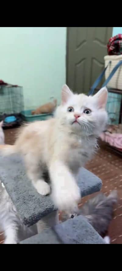 pure persian cats vaccinated triple coated WhatsApp 03317823482