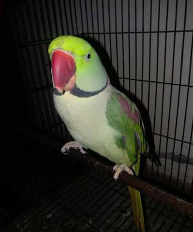 Raw parrot male