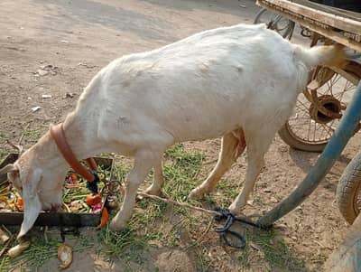 1 female 2 kids pair gulabi.