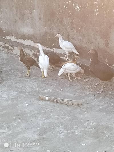 aseel hen 4month top quality aseel pairs Thai and white  shamo