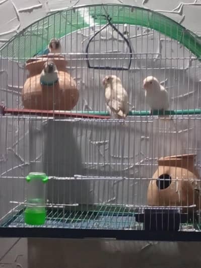 for sell 1 pair albino or 1 blue pasnata