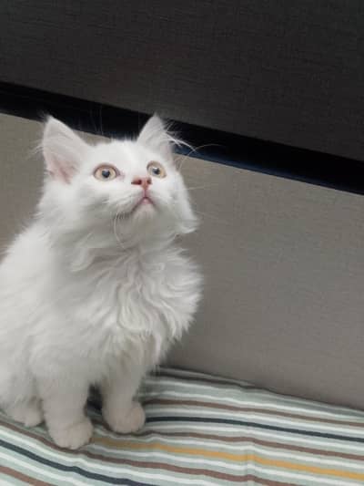 pure persian kitten