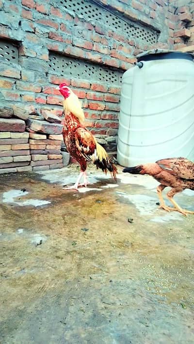 Home breed Aseel patha