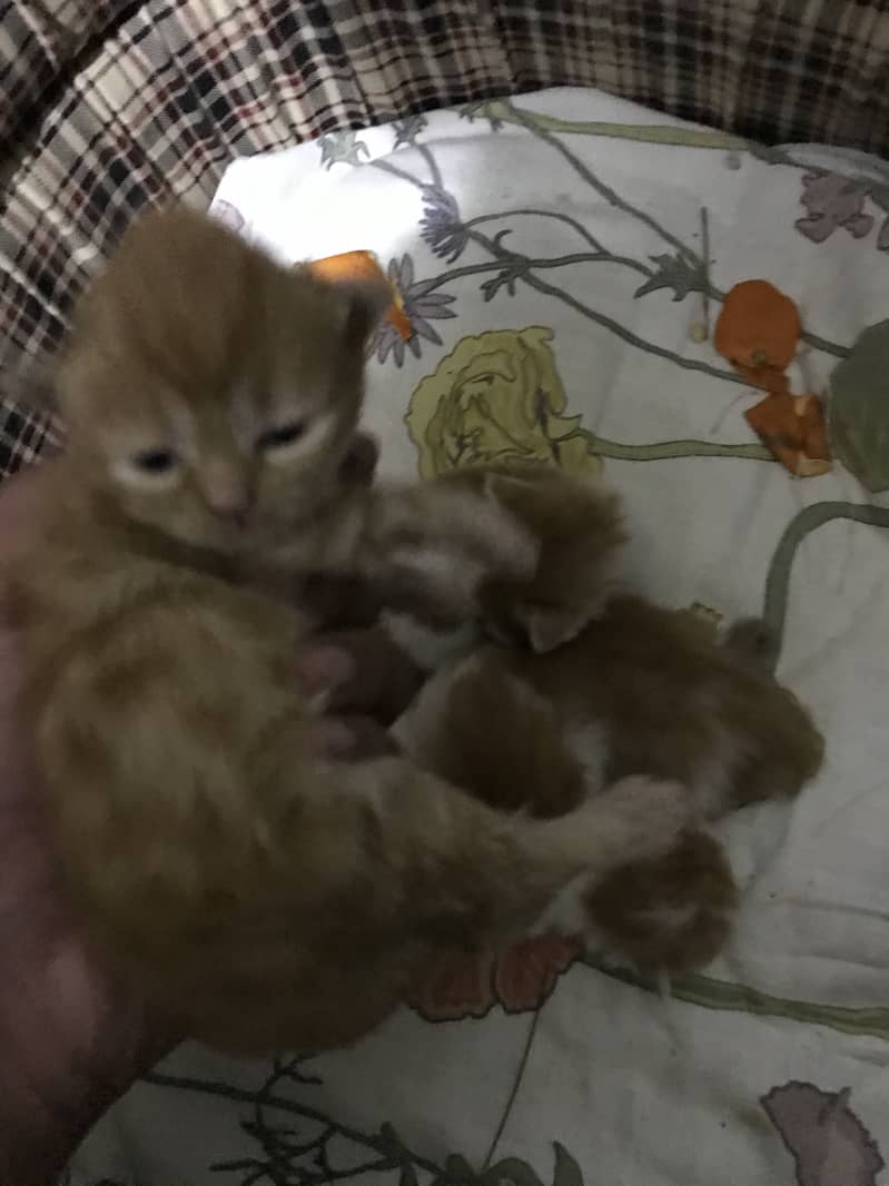 Kitten 6