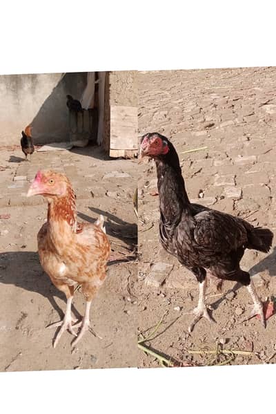 Kurak Mianwali/Lasani Aseel Madian