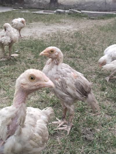 Heera Aseel Chicks for sale