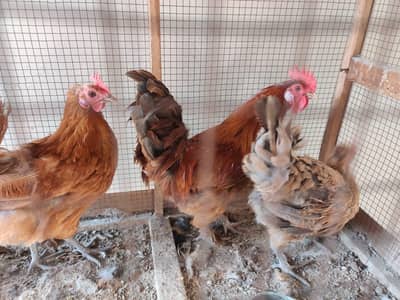 golden misri desi Fancy