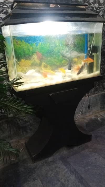 aquarium