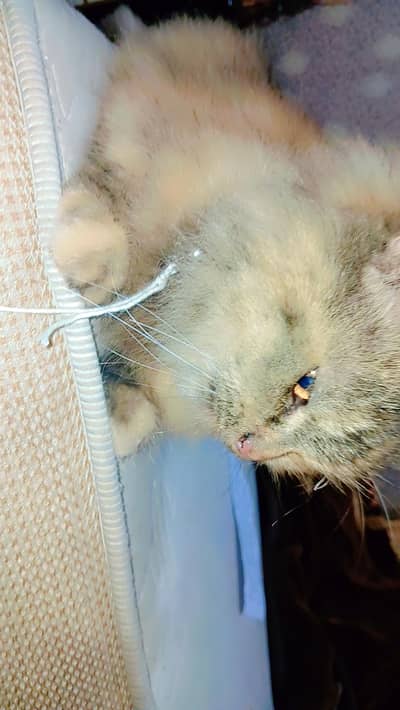 Persian cat